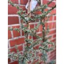 Zeder im Topf ca 120 cm..skandinavische Weihnacht