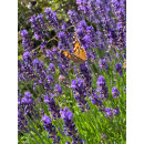 Lavendel Munstead ~im 3 Liter XL TopfSolitär ~...