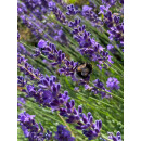 Lavendel Munstead ~im 3 Liter XL TopfSolitär ~...
