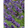 Lavendel Munstead ~im 3 Liter XL TopfSolitär ~ prachtvoll, pflegeleicht und ein echter Insektenmagnet