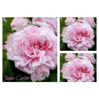 Duft Strauch Rose Jaques Cartier -starke Qualität im Topf~ Historisch, Duft, Traumhaft