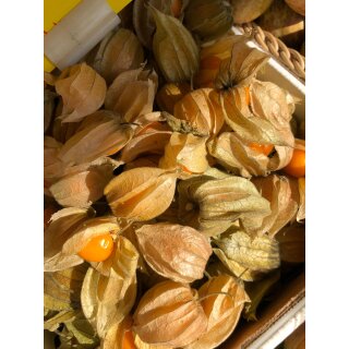 Physalis - fruchtige Andenbeere Jungpflanze im Topf ~ Gemüsegarten lecker und gesund