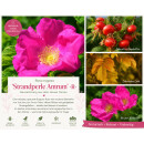 Rose Rosa rugosa Strandperle Amrum -R- ~ im großen...