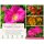 Rose Rosa rugosa Strandperle Amrum -R- ~ im großen Topf~ super robuste Rose für den Garten ~ Blüh-Fruchthecke /Hagebutten