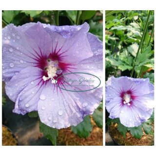Garteneibisch Hibiscus Blue Bird~ kräftige 30/40cm- im Großen 3 Liter Topf~Hibiskus~Sommertraum/Bienenfreund