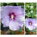 Garteneibisch Hibiscus Blue Bird~ kräftige 30/40cm-...