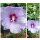 Garteneibisch Hibiscus Blue Bird~ kräftige 30/40cm- im Großen 3 Liter Topf~Hibiskus~Sommertraum/Bienenfreund