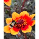 Dahlie Happy Days orange Bicolor ~  Bienenfreundlich- Jetzt Knospig/blühend- im XL 3Liter Topf