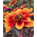 Dahlie Happy Days orange Bicolor ~  Bienenfreundlich- Jetzt Knospig/blühend- im XL 3Liter Topf