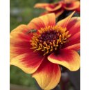 Dahlie Happy Days orange Bicolor ~  Bienenfreundlich- Jetzt Knospig/blühend- im XL 3Liter Topf