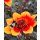 Dahlie Happy Days orange Bicolor ~  Bienenfreundlich- Jetzt Knospig/blühend- im XL 3Liter Topf