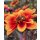 Dahlie Happy Days orange Bicolor ~  Bienenfreundlich- Jetzt Knospig/blühend- im XL 3Liter Topf