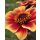 Dahlie Happy Days orange Bicolor ~  Bienenfreundlich- Jetzt Knospig/blühend- im XL 3Liter Topf