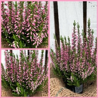 Mini Heide rosa ~ Garden Girls - knospig/blühend ~ Herbstdeko klein und zauberhaft