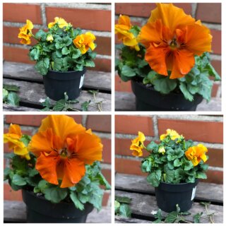 Rüsch Hornveilchen /Stiefmütterchen im XL Topf ~ zauberhaft orange Blüte mit gewellten Blütenrändern   ~ Flowers ~ Frühlingsblumen