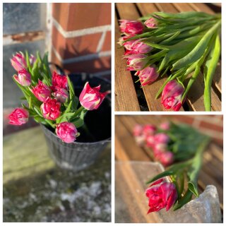 10x Frische Tulpen ~ gefüllt Pink ~ Tulpe Flashpoint~ Frische Blumendeko für die Vase~ Vierländer Tulpen