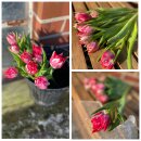10x Frische Tulpe Flashpoint- pink gefüllt~...