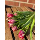 10x Frische Tulpen ~ gefüllt Pink ~ Tulpe...