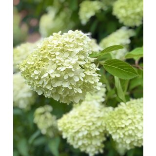 Rispenhortensie ~ Hortensie Limelight -S- im großen XL Topf gewachsen - in 60/100cm ~ kräftige Qualität ~ elegantes Farbspiel