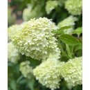 Rispenhortensie ~ Hortensie Limelight -S- im großen...