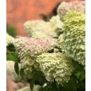 Rispenhortensie ~ Hortensie Limelight -S- im großen...