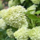 Rispenhortensie ‘Limelight’ -S- ~ Hortensie...