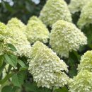 Rispenhortensie ‘Limelight’ -S- ~ Hortensie...