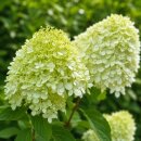 Rispenhortensie ‘Limelight’ -S- ~ Hortensie im großen 7,5 Liter XL-Topf ~ 60/100 cm~ starke Qualität ~ elegantes Farbspiel