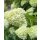 Rispenhortensie ~ Hortensie Limelight -S- im großen XL Topf gewachsen - in 60/100cm ~ kräftige Qualität ~ elegantes Farbspiel