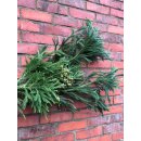 Crypthomeria~ Sicheltanne ~lang ~ Tannendeko ~...