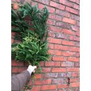 Crypthomeria~ Sicheltanne ~lang ~ Tannendeko ~...