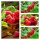 Himbeere Autumn Bliss -S- ~ Gesunde aromatische Herbsthimbeere, lange Ernte & hoher Ertrag im 3 Liter XL Topf
