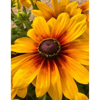 Sonnenhut - Rudbeckia hirta Marilyn leuchtend gelb mit zart rot- knospig/blühend~ im großen XL Topf~ zauberhafte Sonnenblüten bis zum Frost