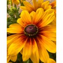 Sonnenhut - Rudbeckia hirta Marilyn leuchtend gelb mit zart rot- knospig/blühend~ im großen XL Topf~ zauberhafte Sonnenblüten bis zum Frost