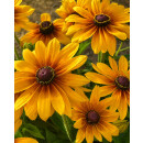 Sonnenhut - Rudbeckia hirta Marilyn leuchtend gelb mit zart rot- knospig/blühend~ im großen XL Topf~ zauberhafte Sonnenblüten bis zum Frost