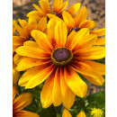 Sonnenhut - Rudbeckia hirta Marilyn leuchtend gelb mit zart rot- knospig/blühend~ im großen XL Topf~ zauberhafte Sonnenblüten bis zum Frost