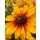 Sonnenhut - Rudbeckia hirta Marilyn leuchtend gelb mit zart rot- knospig/blühend~ im großen XL Topf~ zauberhafte Sonnenblüten bis zum Frost