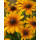 Sonnenhut - Rudbeckia hirta Marilyn leuchtend gelb mit zart rot- knospig/blühend~ im großen XL Topf~ zauberhafte Sonnenblüten bis zum Frost
