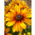 Sonnenhut - Rudbeckia hirta Marilyn leuchtend gelb mit zart rot- knospig/blühend~ im großen XL Topf~ zauberhafte Sonnenblüten bis zum Frost