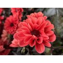 Dahlie mit dunklen Laub - orange-rote Blüte~ im großen XL Topf - jetzt knospig/blühend ~ Insektenfreundlich & tolle Farbe in Blüte und Laub