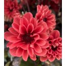 Dahlie mit dunklen Laub - orange-rote Blüte~ im großen XL Topf - jetzt knospig/blühend ~ Insektenfreundlich & tolle Farbe in Blüte und Laub