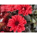 Dahlie mit dunklen Laub - orange-rote Blüte~ im großen XL Topf - jetzt knospig/blühend ~ Insektenfreundlich & tolle Farbe in Blüte und Laub