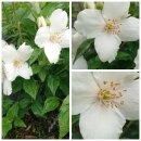 Gartenjasmin Belle Etoile~ Philadelphus~ im großen...