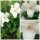 Gartenjasmin Belle Etoile~ Philadelphus~ im großen Topf 60/80cm~ starker Duft ~Bienen und Hummelfreund -kleinbleibend ca 1,50m