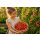 Mexikanische Honigtomate ,Miel du Mexique Tomatenjungpflanze im Topf – legendär süß & voller Aroma