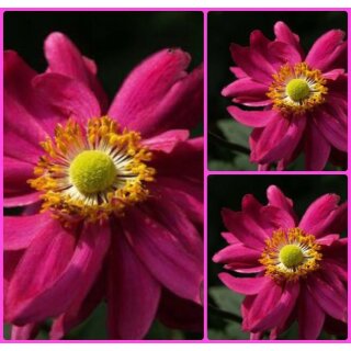 Herbstanemone Prinz Heinrich ~ Herbst Ball der Prinzessinnen! Bienenfreundlich