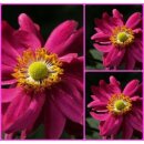 Herbstanemone Prinz Heinrich ~ Herbst Ball der...