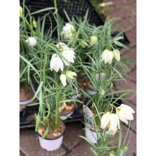 Schachbrettblume / Frittilaria im seltenen weiß~  im Topf gewachsen/ knospig/blühend  ~  Frühlings- Naturdeko.