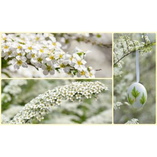 Schneespiere ~Spiraea Grefsheim~  Brautspiere- 60/100 - Topf! Blütenweiß in den Mai!