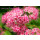 10x Zwergspiere Little Princess 15/20 im Topf  ~ Blütenreicher Bodendecker
